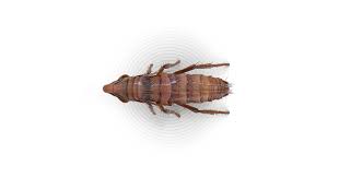 These are just some pet remedies you can do to prevent fleas from infesting your dogs or cats. Fleas How To Get Rid Of Fleas Raid Bug Basics