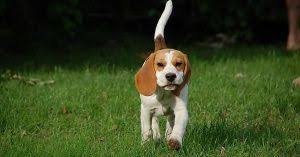 If you're getting someone else a dog as a christmas gift, make sure they actually want the dog and can make the commitment. Christmas Dog Names Female