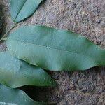 Image result for Diospyros abyssinica