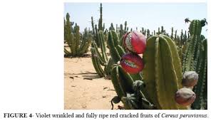Cereus repandus (peruvian apple cactus) seeds. Scielo Brasil Cereus Peruvianus Koubo New Cactus Fruit For The World Cereus Peruvianus Koubo New Cactus Fruit For The World