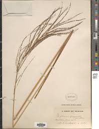 Image result for Digitaria diagonalis