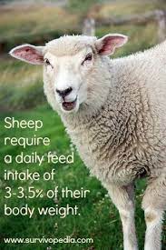 Agfactfriday Sheepfactfriday Sheep Farm Sheep Breeds Sheep
