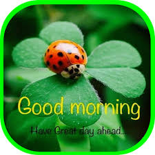 Lovethispic offers ladybug good morning quote pictures, photos & images, to be used on facebook, tumblr, pinterest, twitter and other websites. Good Morning Images Wishes 2020 Apk 3 8 Download For Android Download Good Morning Images Wishes 2020 Apk Latest Version Apkfab Com