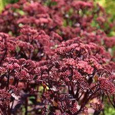 Petra Pelz On Instagram Fette Henne Hier Sedum Telephium Xenox Ist Gut Fur Den Trockenen Heissen Sommer Sedumxenox Fettehenne Henne Pflanzen Garten