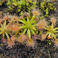 Image result for Drosera pilosa