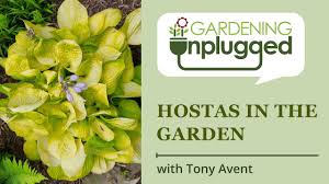 Hostas In Central Florida