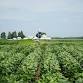 19th Annual Crops & Soils Field Day
