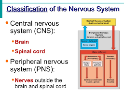 Nervous System Notes