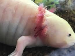 今週のウーパールーパー日記（R1.12.8） - うぱくんはうぱくんです