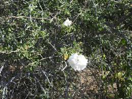 Image result for Cordia