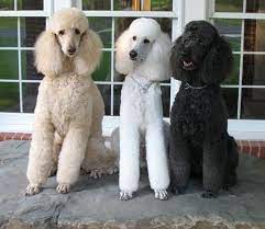 We are wondering if we made the right decision because some days we are in and out of the house several times a day and gone for hours with sporting events and other commitments. Standard Poodle Photo Standard Poodle Poodle Puppy Standard Poodle Dog Breeds