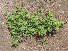 Image result for Dysphania procera