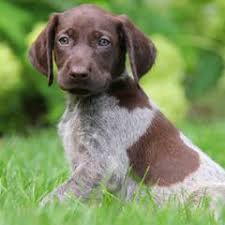 German shorthaired pointer puppies michigan for sale. German Shorthaired Pointer Puppies For Sale German Shorthaired Pointer Dog Breeders
