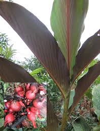 Image result for Renealmia