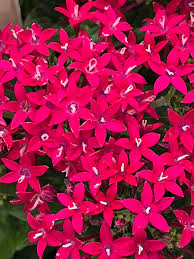 Image result for Pentas bussei