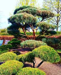 Pin By A B On Tundere Plante Conifere Garden Park Bonsai Garden Trees