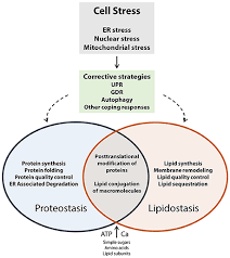 Frontiers Endoplasmic Reticulum Malfunction In The Nervous System Neuroscience
