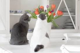 If you want your kitty to keep her paws off the counter, here's what to do. How To Keep Cats Off Your Kitchen Counters Lovetoknow