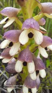 Image result for Disa cornuta