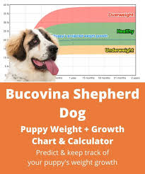 Having said this, given their large stature, it would be prudent to assume that they suffer from the health condition typically seen in large to giant breeds, such as: Bucovina Shepherd Dog Weight Growth Chart 2021 How Heavy Will My Bucovina Shepherd Dog Weigh The Goody Pet