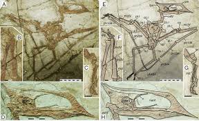 Image result for Sinopteridaceae