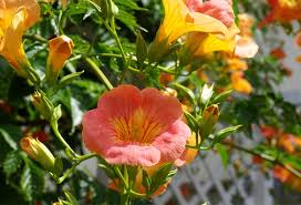Selon la variété choisie, elle peut être rose, rouge, blanche ou jaune. Plantes En Pot Special Secheresse Gamm Vert