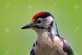 Rare east of the hudson. Face Portrait Of Red Cap Bird Great Spotted Woodpecker Detail Stock Photo Picture And Royalty Free Image Image 93415809