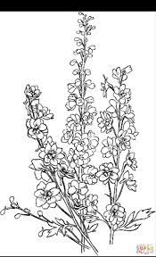 Larkspur Outline Flower Drawing Delphinium Tattoo Larkspur Tattoo