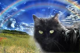 Das schutzengeldorf übernimmt verantwortung, wo andere. Gastebuch Tierkommunikation Braunschweig