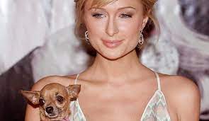 Paris hilton, geçtiğimiz şubat ayında evlilik teklifini kabul ettiği carter milliken reum'dan hamile olduğu yönündeki iddiaları yalanladı. Paris Hilton Forum Das Wochenmagazin
