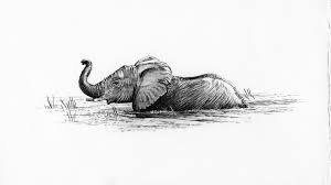Swimming Elephant Elephant Drawing African Drawings Elephant Art