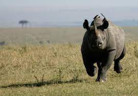 The software is commonly used for. 25 Things You Might Not Know About Rhinos International Rhino Foundation