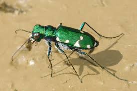 Image result for Blotiella natalensis