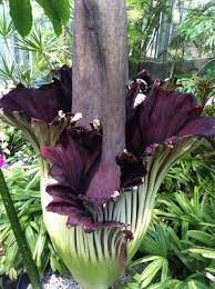 May 2013 Corpse Flower Yelp Corpse Flower Corpse Flower Bloom Unusual Flowers