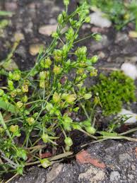 Image result for Sagina