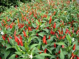 Check spelling or type a new query. Cara Menanam Cabe Rawit Di Gunung Agar Hasil Panen Melimpah