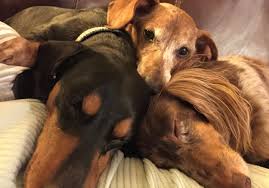 He is raised with children and is very social & friendly. Tn Dachshund Rescue