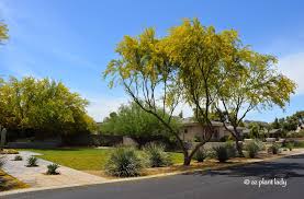 The thornless mexican palo verde works well as a street tree. Palo Verde Archives Desert Gardening 101