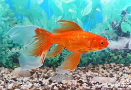Compact and does not require high maintenance. 5 Best Goldfish Tanks What To Know Before Buying Fishkeeping World