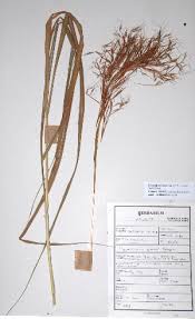 Image result for Hyparrhenia quarrei