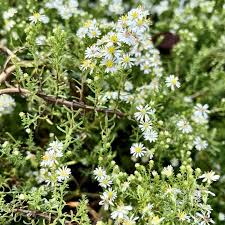 Image result for Xyris asterotricha