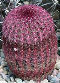 Red Spined Rainbow Cactus Echinocactus Pectinatus Rubrispinus Buy It Now Cactus Plants Cactus Cacti And Succulents