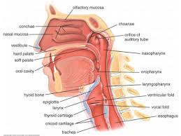Bone of the skull that lies under the root and bridge of the nose and is connected to the. Histology Of Nasal Cavity Pharynx Larynx Flashcards Quizlet