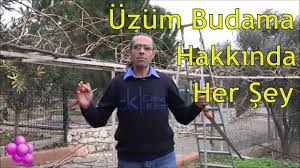Uzum Budamasi Nasil Ve Ne Zaman Yapilir Youtube 2020 Organik Bahcecilik Uzum Bahcecilik