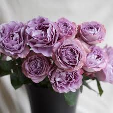 We did not find results for: 5 Heavenly Lavender Roses That You Will Love Parfum Flower Company