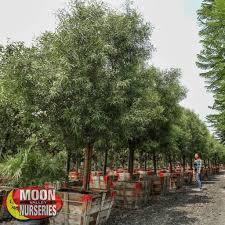 Cedar, holly, horse chestnut, oak, red maple, sassafras, and walnut. African Sumac Evergreen Trees Moon Valley Nurseries