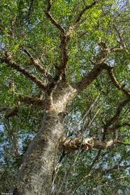 Image result for Commiphora pteleifolia