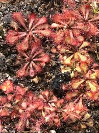 Image result for Drosera natalensis