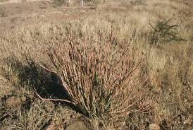 Image result for Kleinia longiflora