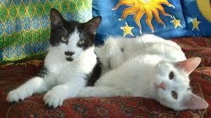 Allerdings ist die wohnungsgröße aus katzensicht weniger wichtig als die qualität der wohnung. Tierpsychologie Wenn Die Katze Plotzlich Eine Vollmeise Hat Welt